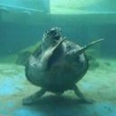 Samueltheturtle33