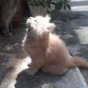 Daphne_mother
