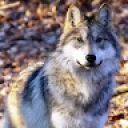 WildWolf023