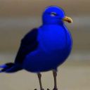 blue_chay