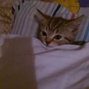 polly_hs
