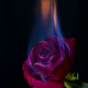 Elena_Star_love