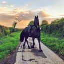 Horses_of_my_dreams