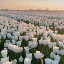 Petal_of_tulips