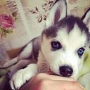 By_pessimist_Oreshek