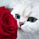 8_Meow_meow_8