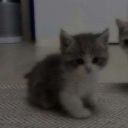 MiasSmitty
