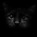Darkcat69