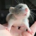 mouseinthesunny