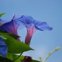 Veda-bindweed