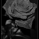 _ChocO-latE_
