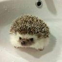 Just_Hedgehog12