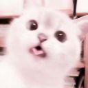 0ladybug0catnoir