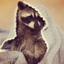 Raccoon91