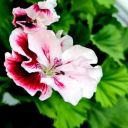 CreatorWithoutAVoice