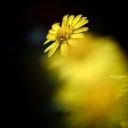 A_rustleof_stars1000