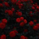 LeilaMeremykova15_06