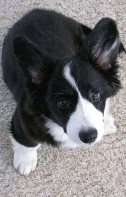 Мой Любимый Корги Артон