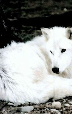 Судьба волчицы 