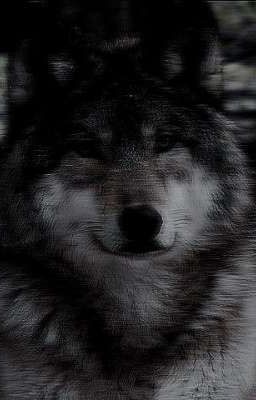 Я оборотень - продолжение