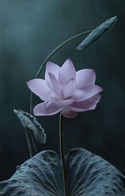 Полукровный мервец