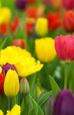 Капля за каплей