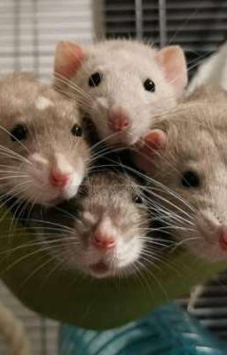 четверо друзей :)