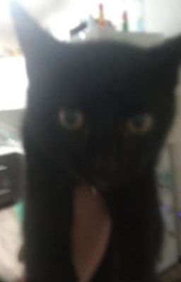 Приключения Чернушки.