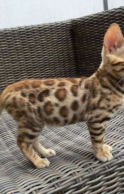 Дима и ярослава