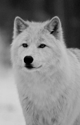 Академия оборотней