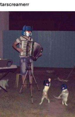 Коты-трансформеры в силе 