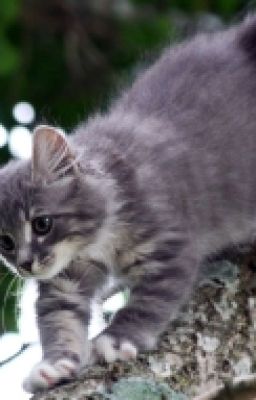 Коты-Воители.Изчезнувшее племя.