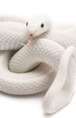 Гробовщик..защитник Гарри Поттера.