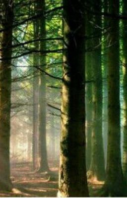 Лесные тайны