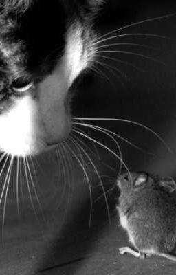 «Ты мой, мышонок.»