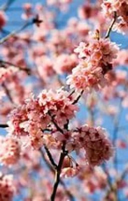 Ненависть или любовь?