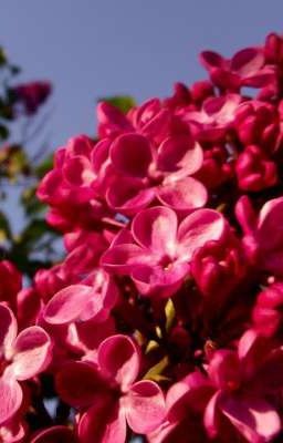 Чувства в стихах)