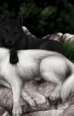 Укради моё седрце