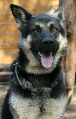 Собачья Жизнь.