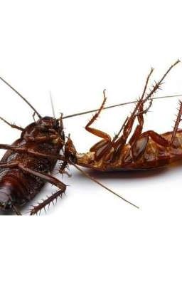 15 попыток суицида тараканов