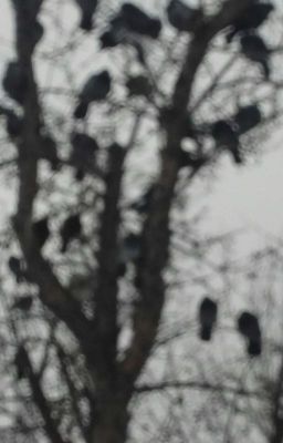 драмиона 🔫