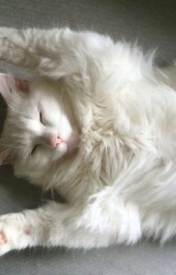 Звёздная Жизнь.