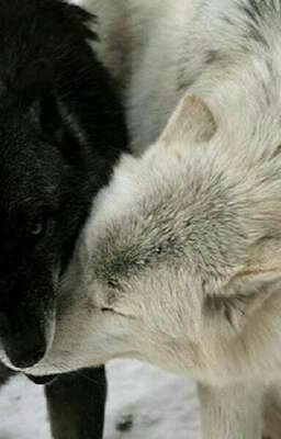 Я альфа-самка