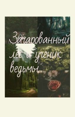 Зачарованный лес и ученик ведьмы.
