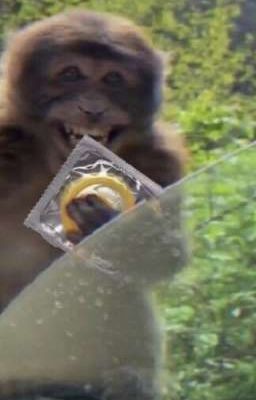 Нашествие Бибизян