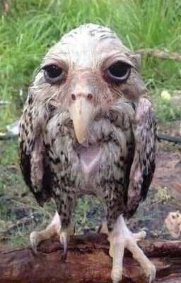 принц эмо и принц трансвестит