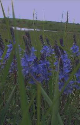 Спасительница моего мира..