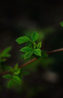 Супруга Дракона