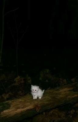 любопытство погубит 