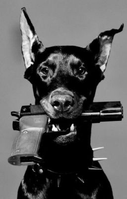 Жизнь С Вампиром